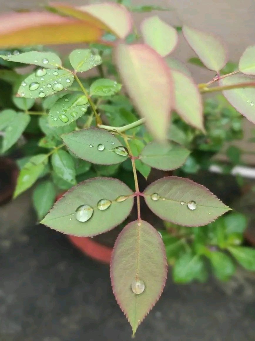 Raindrops enhance the beauty of the things they fall on! Enjoy their dance!
#rains #rainyweather  #raindance #raindrops #raindrop #raindropphotography #flowers #leaves #greenery #green #environment  #colours #coloursofnature #coloursoflife #colors_ofourlives #colors_of_the_day