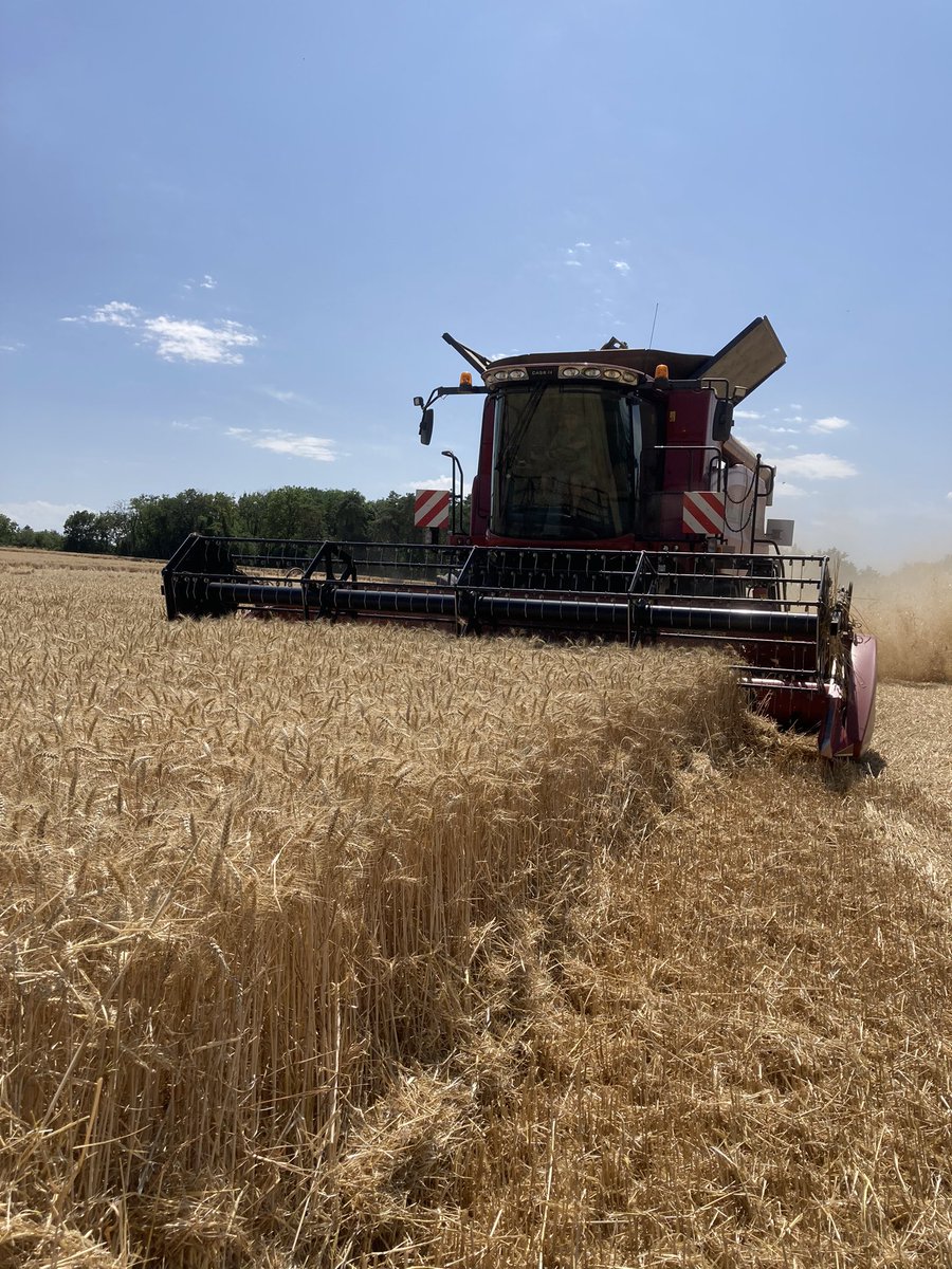 OlivierCOSTE2's tweet image. La #Moisson2023 du #Blé a débuté.
Pour le moment @BONNIN1402 
✅Hum 12.3 Ps 72.3 Protéine 13.
Nous étions hier dans une parcelle qui peut les belles années produire 7T et 5 tonnes de l’hectare,les mauvaises.
Elle était superbe au printemps 🤔.
Au final une moyenne à 5.2 T/Ha.