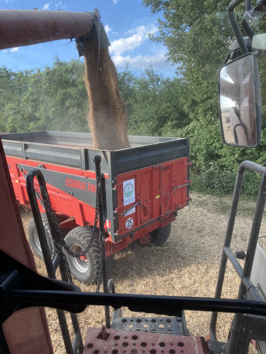 OlivierCOSTE2's tweet image. La #Moisson2023 du #Blé a débuté.
Pour le moment @BONNIN1402 
✅Hum 12.3 Ps 72.3 Protéine 13.
Nous étions hier dans une parcelle qui peut les belles années produire 7T et 5 tonnes de l’hectare,les mauvaises.
Elle était superbe au printemps 🤔.
Au final une moyenne à 5.2 T/Ha.