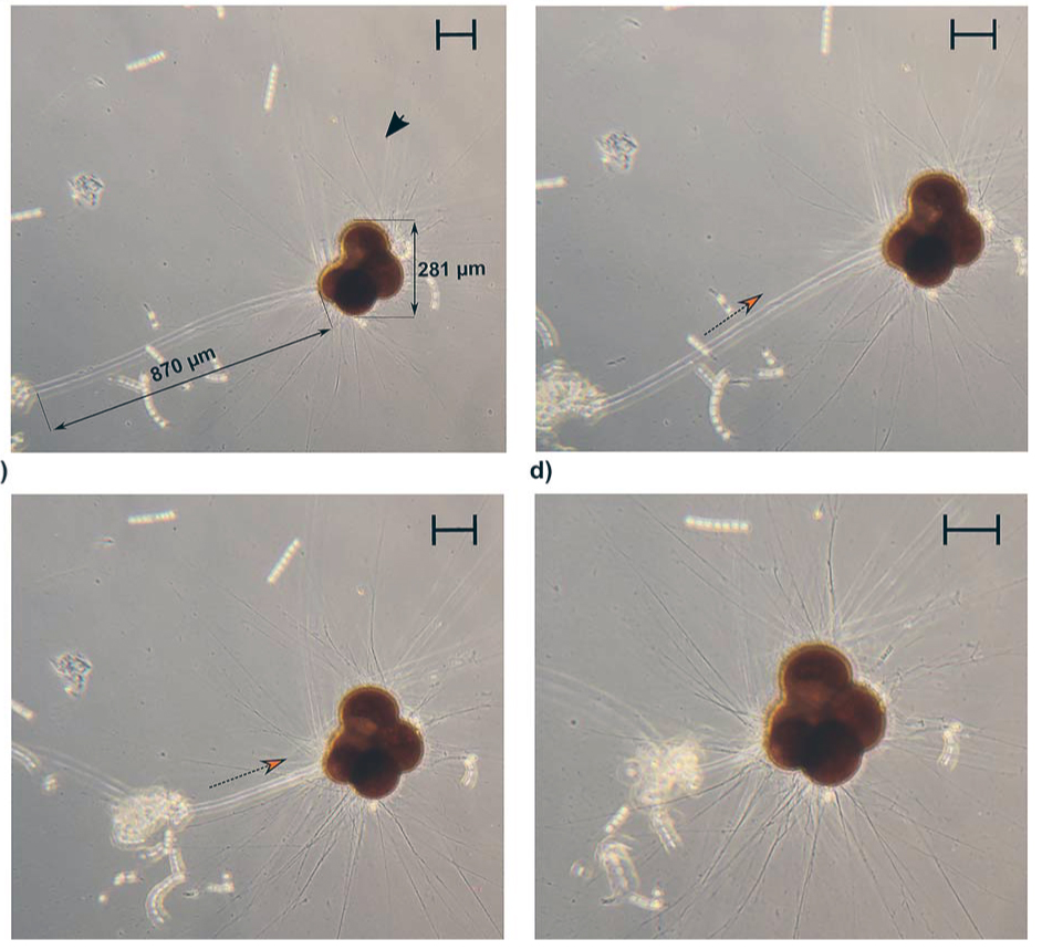 Journal Plankton Res tweet media