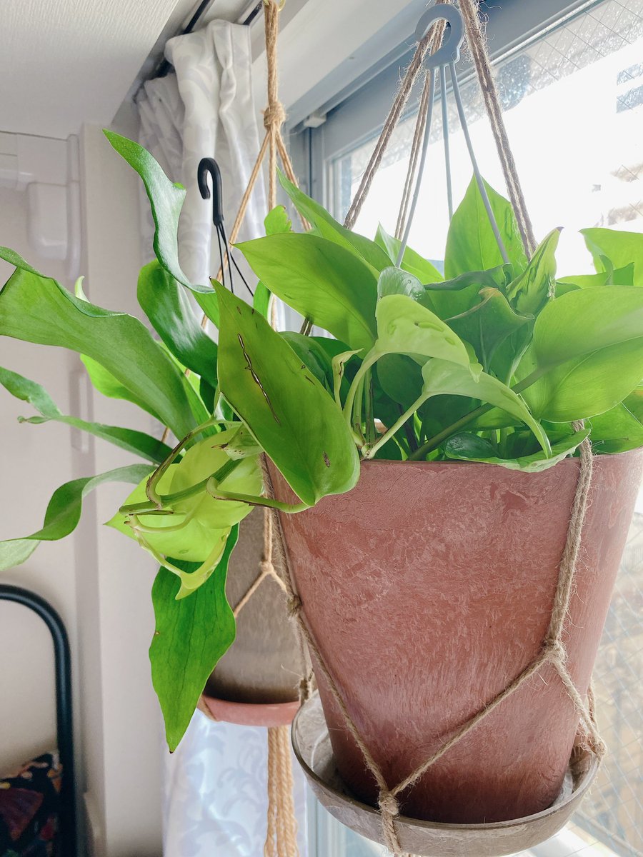 緑の新人が増えました🪴🪴 https://t.co/uLtGn364lL