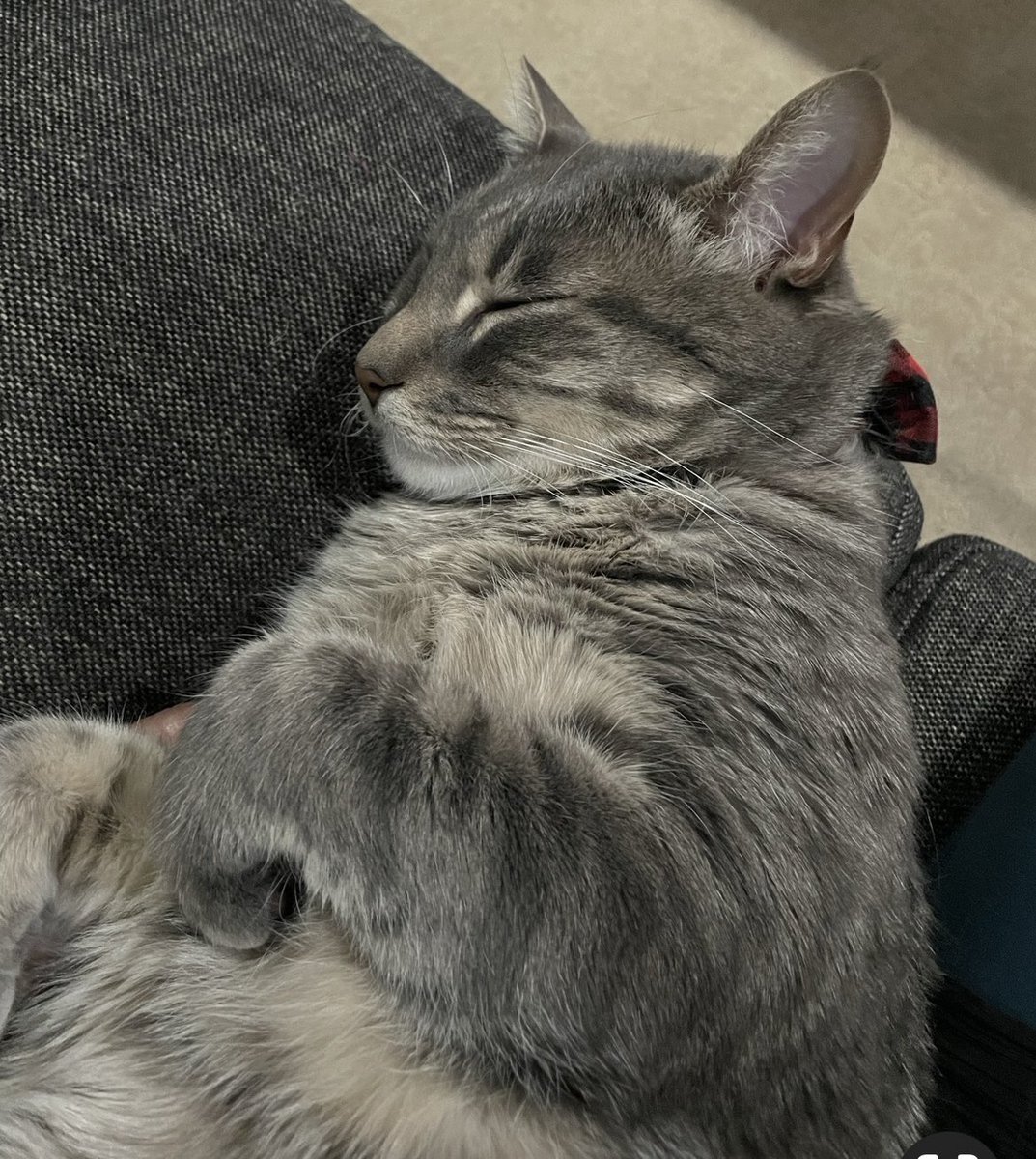 ClariceFox4's tweet photo. Rest &amp; Recover: Legacy is gassed after the Stage 6 all nighter.  It was successful. This is a day for sleep, nutrition and hydration because he faces the Mountain Stage in the morning. #conquerthecourse #tourdecouch2023 #golegacy https://t.co/LjQxLj4YQ5