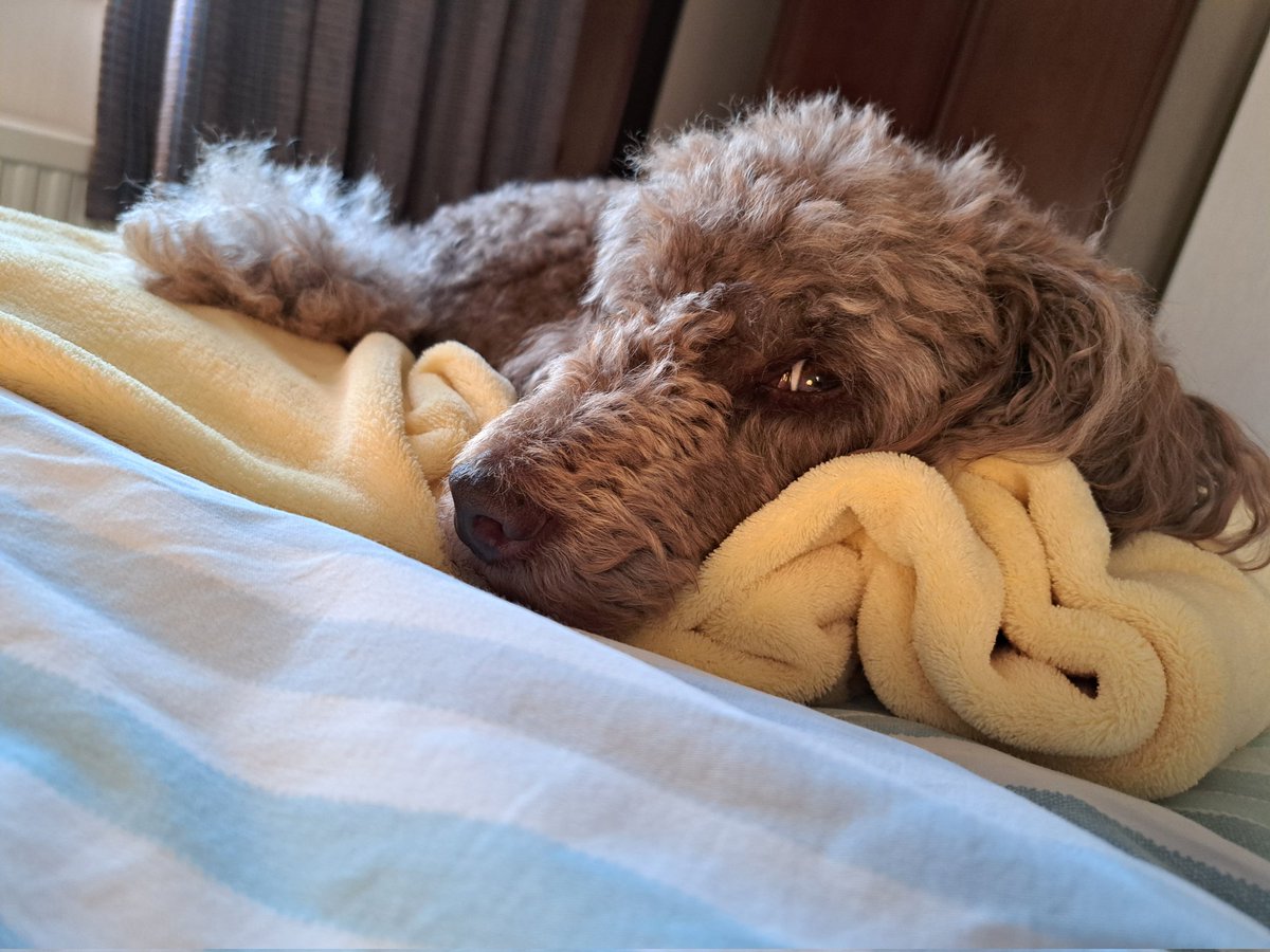 yorkshirejune's tweet photo. The look you get when you tell @Hearingdogpuppy Pasha he is going for a very early morning walk to avoid the heat .
#toohotfordogs
#staycool
@HearingDogs
@HearingDogsYork
@VolTeamHDogs
#besttimeofday https://t.co/LJPehIqhk1