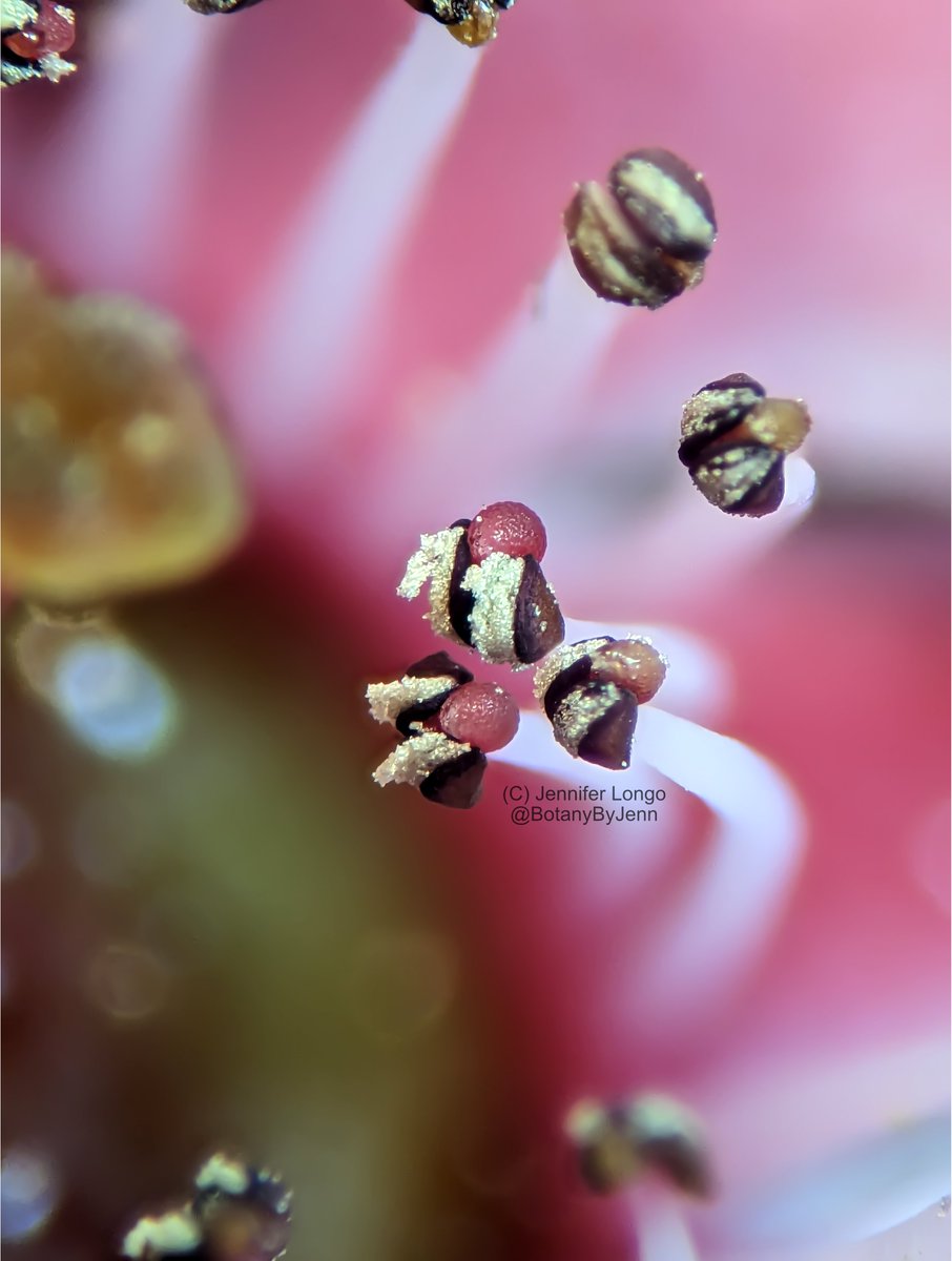 BotanyByYen's tweet photo. Anthers and stigma of Leptospermum scoparium (Manuka). https://t.co/OHTMNk7IEI