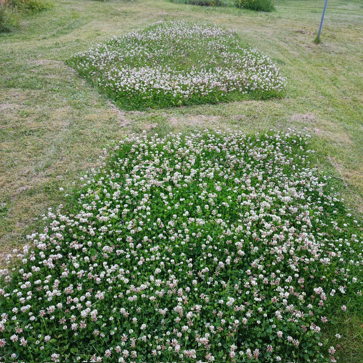 JohannaHellste2's tweet image. Naapurit teki apilabaarin pörriäisille. Hauska! #pölyttäjät