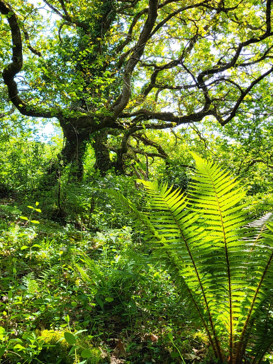 There are moments in the woods when it's all just so beautiful, so powerfully alive, so full of depth, that it's close to overwhelming.

My eyes brim up, my heart feels like bursting, &amp; I'm deeply grateful to life.

How lucky we are to live on such an astonishingly lovely planet.