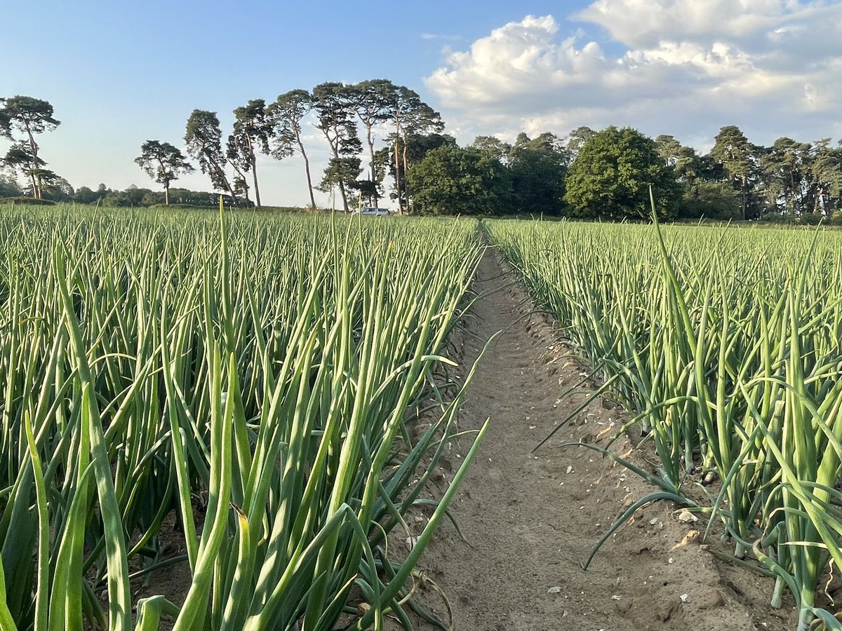JimScarratt's tweet image. Glorious morning on the Brecks repairing #dripirrigation Starting to bulb up nicely #0550hrs #redtide #onions #19degrees @MoultonBulb @WrootWater @UkDrip @VCS_agronomy
