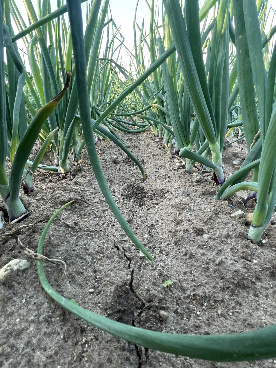 JimScarratt's tweet image. Glorious morning on the Brecks repairing #dripirrigation Starting to bulb up nicely #0550hrs #redtide #onions #19degrees @MoultonBulb @WrootWater @UkDrip @VCS_agronomy