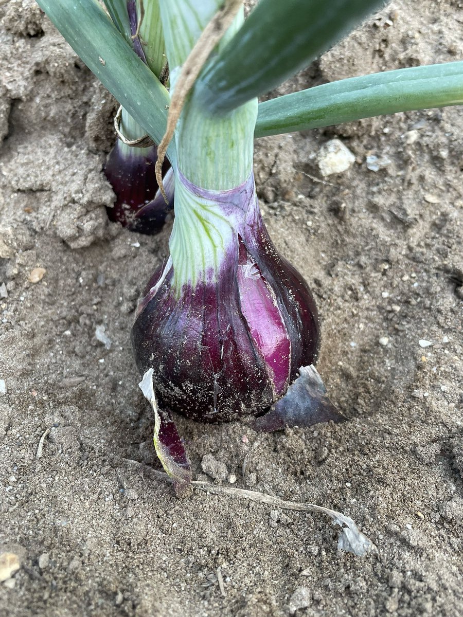 JimScarratt's tweet image. Glorious morning on the Brecks repairing #dripirrigation Starting to bulb up nicely #0550hrs #redtide #onions #19degrees @MoultonBulb @WrootWater @UkDrip @VCS_agronomy