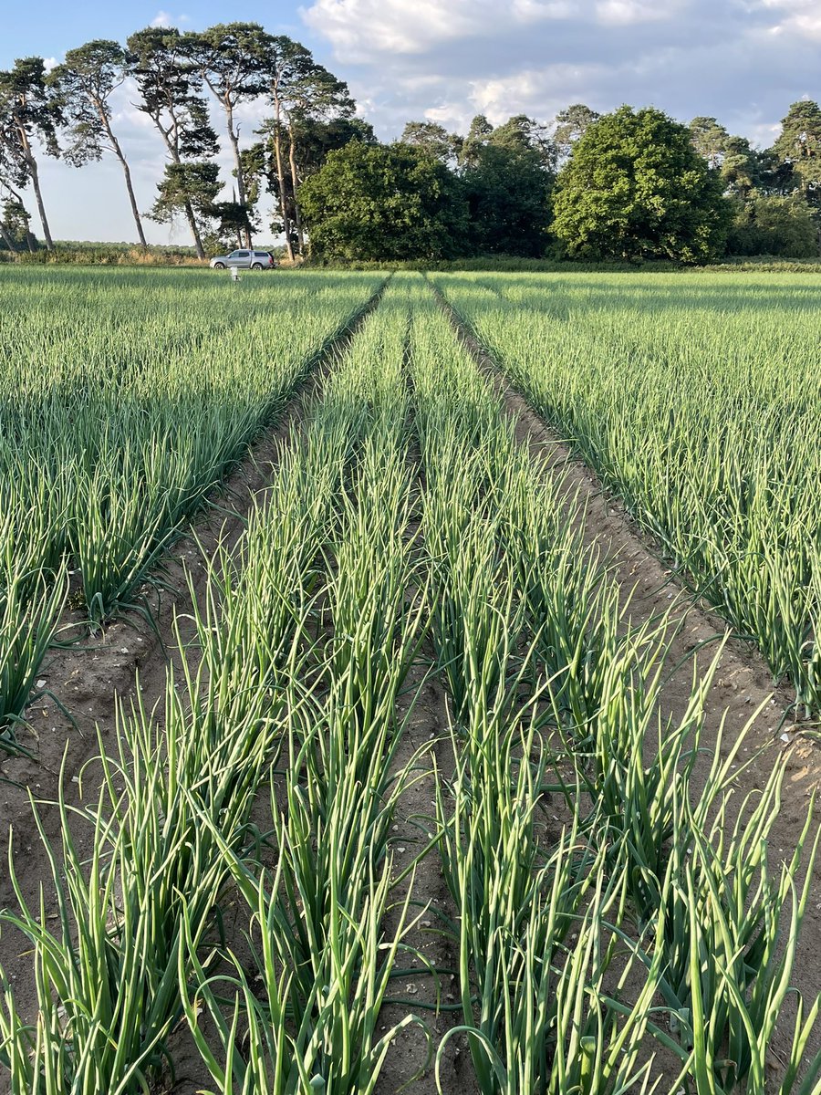 JimScarratt's tweet image. Glorious morning on the Brecks repairing #dripirrigation Starting to bulb up nicely #0550hrs #redtide #onions #19degrees @MoultonBulb @WrootWater @UkDrip @VCS_agronomy