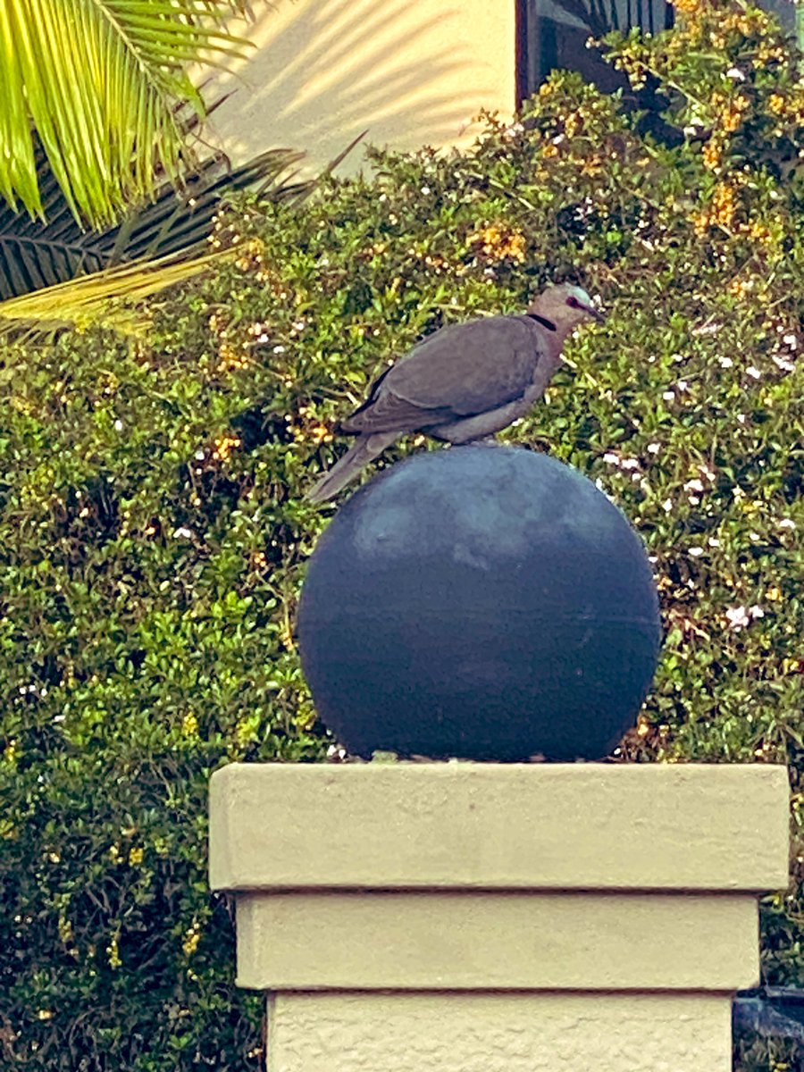 gatvolinthecity's tweet photo. #Fridaymorningwalk #birds https://t.co/xhN65OjeWL