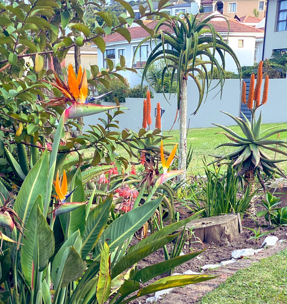gatvolinthecity's tweet photo. #Fridaymorningwalk #flowers https://t.co/VTnmCRq5Cv
