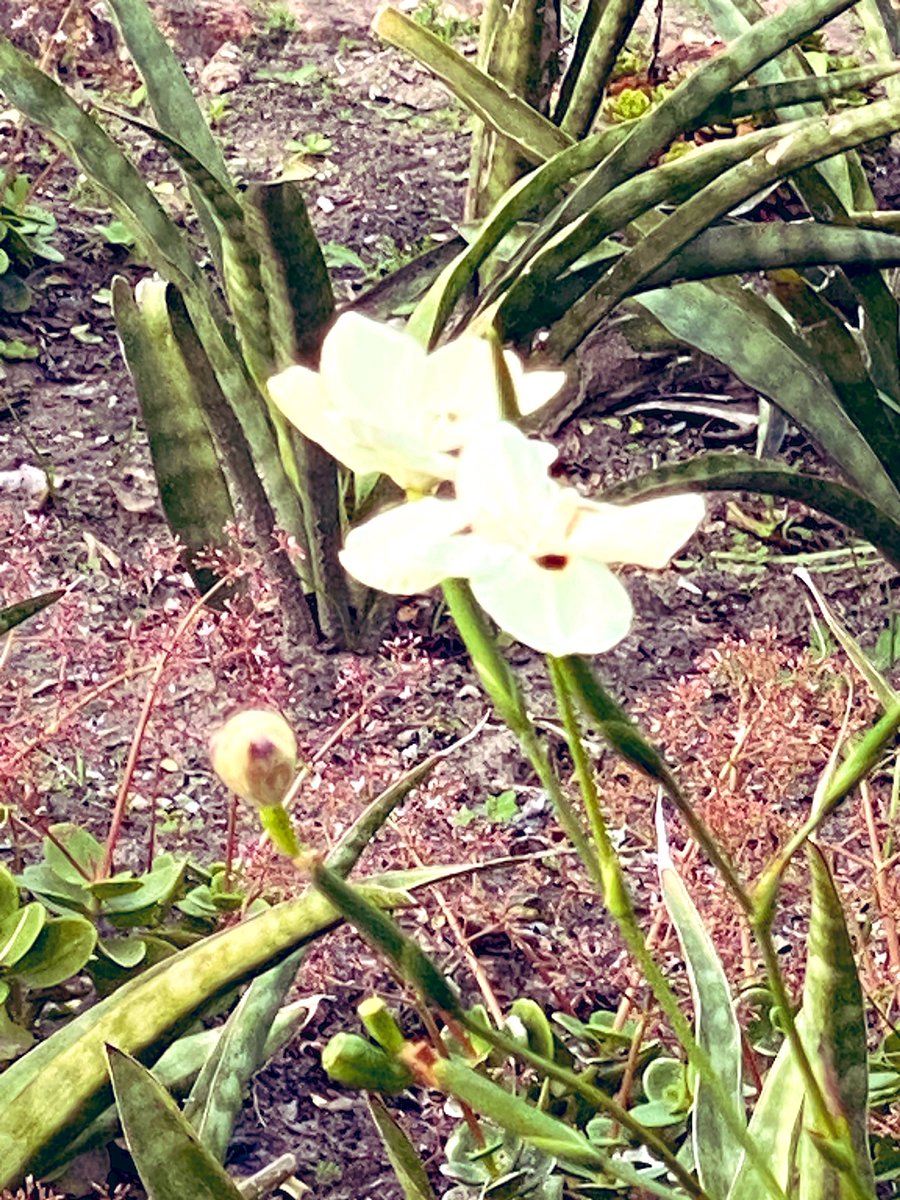 gatvolinthecity's tweet photo. #Fridaymorningwalk #flowers https://t.co/VTnmCRq5Cv