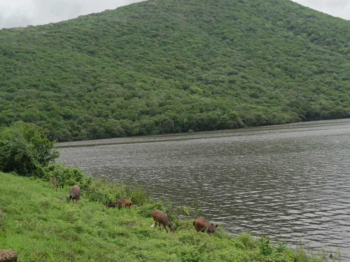 AnilkumarrIAS's tweet photo. Hasnapur dam, Junagadh

#Rain
#beautifuljunagadh https://t.co/xxNYyEvoKh