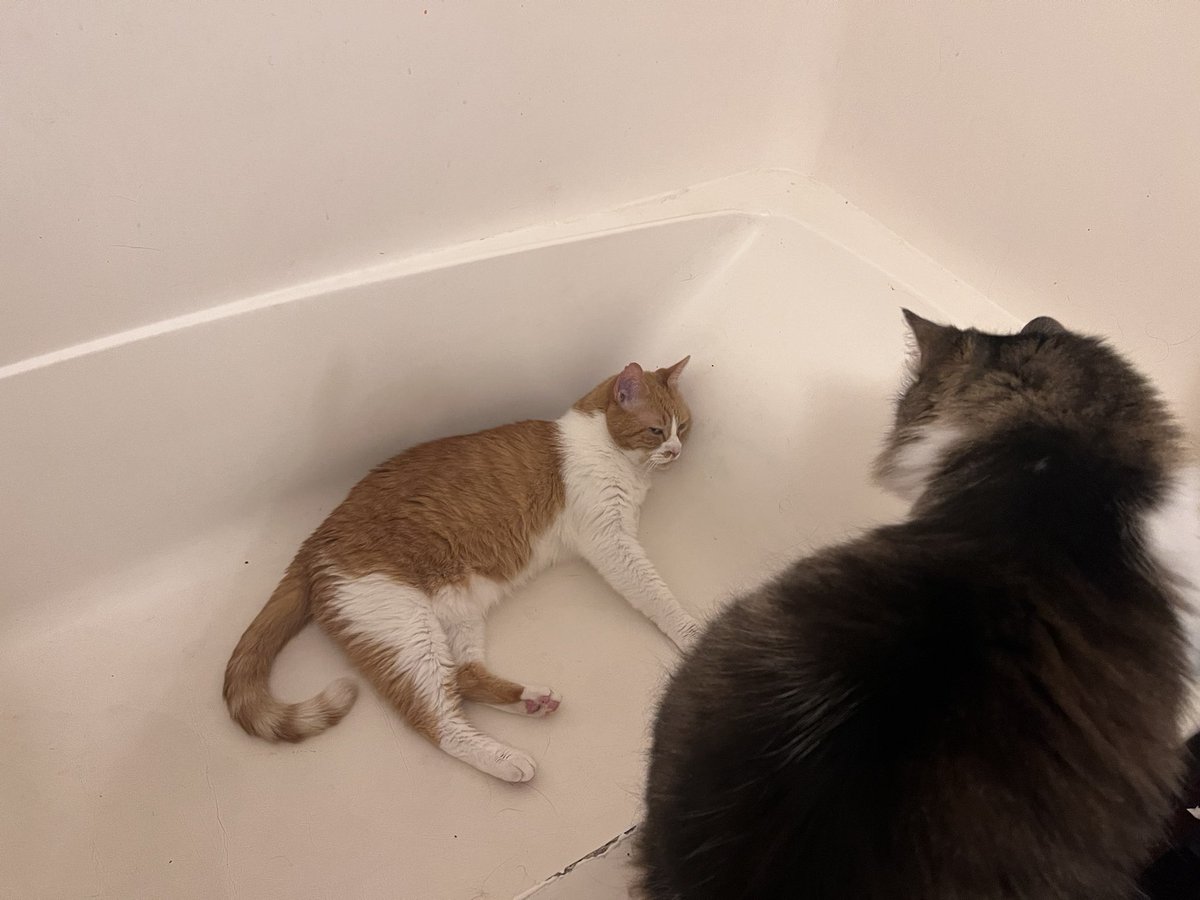 Sk8Betty's tweet photo. Sir Bazzle Fawlty will nap anywhere. He’ll be 15 next month. Princess Bitzzy just turned 6 & still doesn’t understand wtf Bazz is doing. My cats are weirdos. #catsofinstagram #instacats #catsofyoutube #cattube #catsoffacebook #facecat #catsofthreads #catstrings #catsofgoogleplus https://t.co/PSj5Ub9wvV