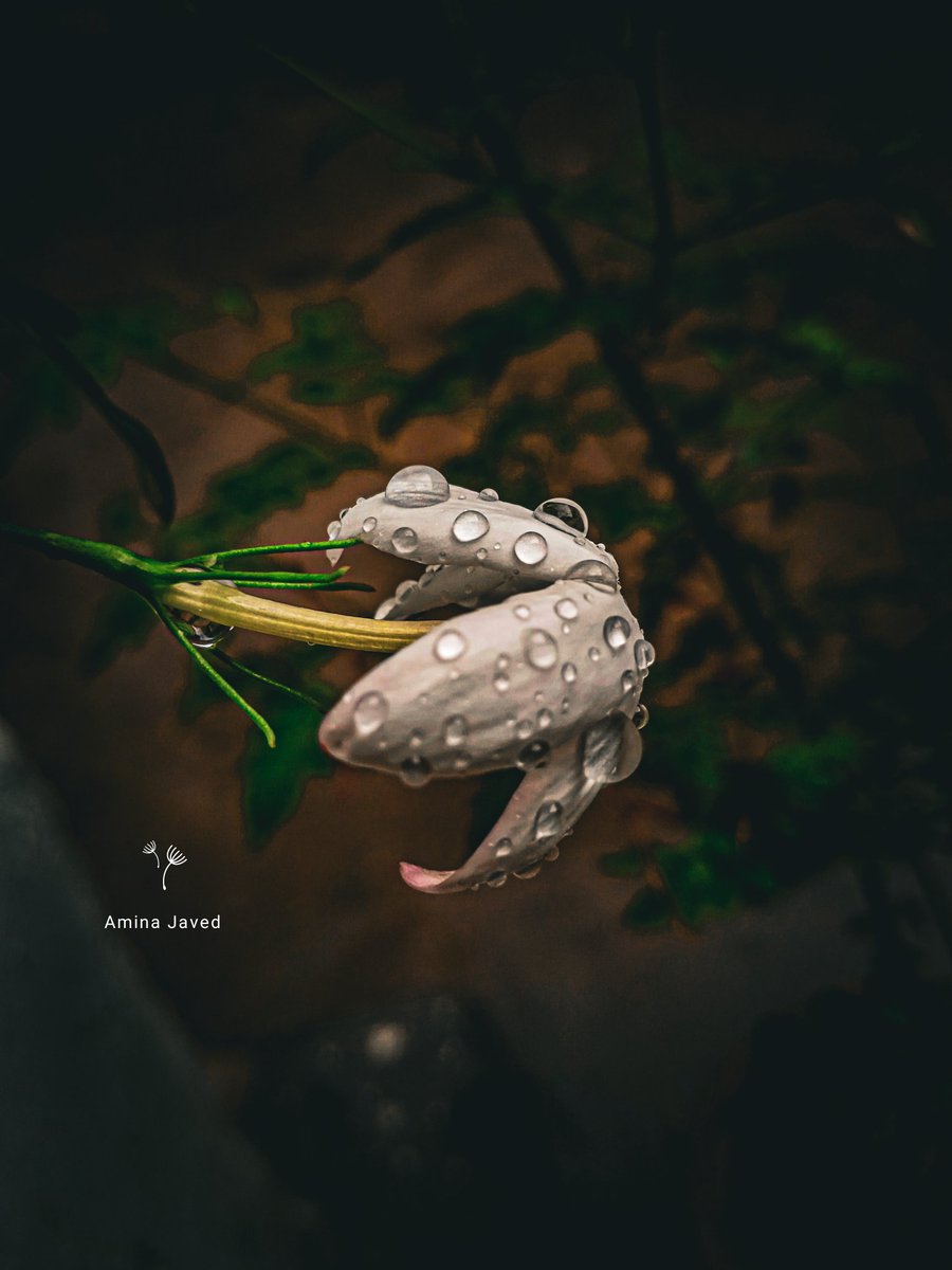 divingdeeply's tweet photo. Dancing Jewels: Raindrops Adorn Nature's Delicate Petals..!! 💦 https://t.co/HJOnkCNJRh