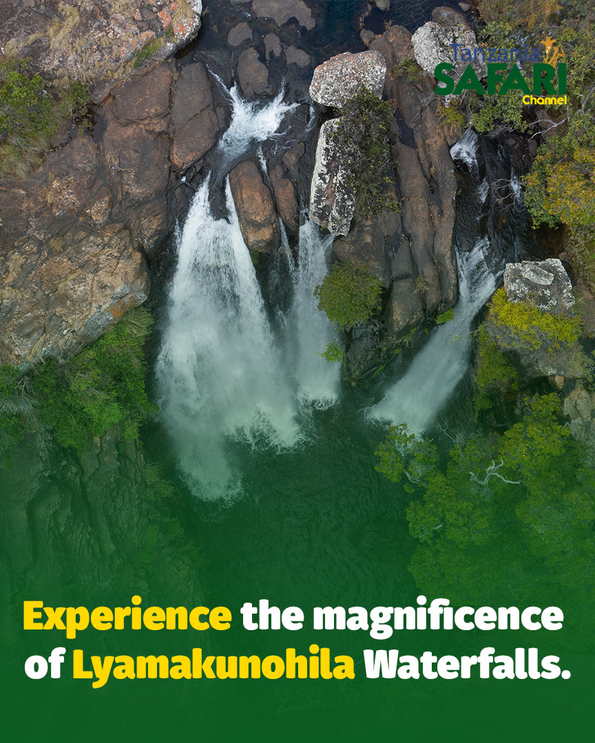 Did you know that the Lyamakunohila Waterfalls are the highest waterfalls in the Mbeya Region, with a drop of over 200 meters? 📍Mbeya Region #tanzaniasafarichannel #tbc #mbeya #lyamakunohilawaterfalls #visittanzania