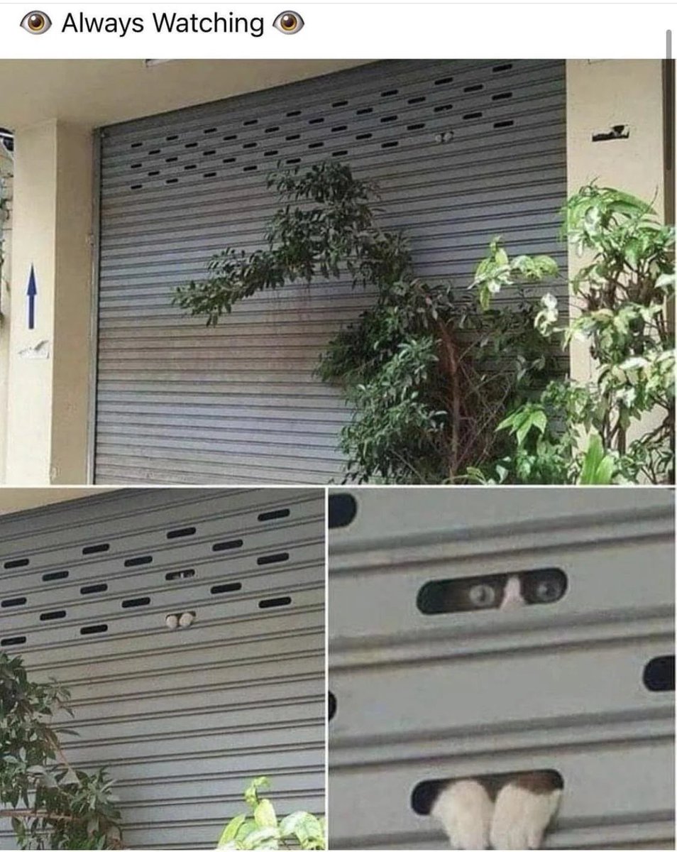 WholesomeMeme's tweet photo. https://t.co/oBxtWYxdct
