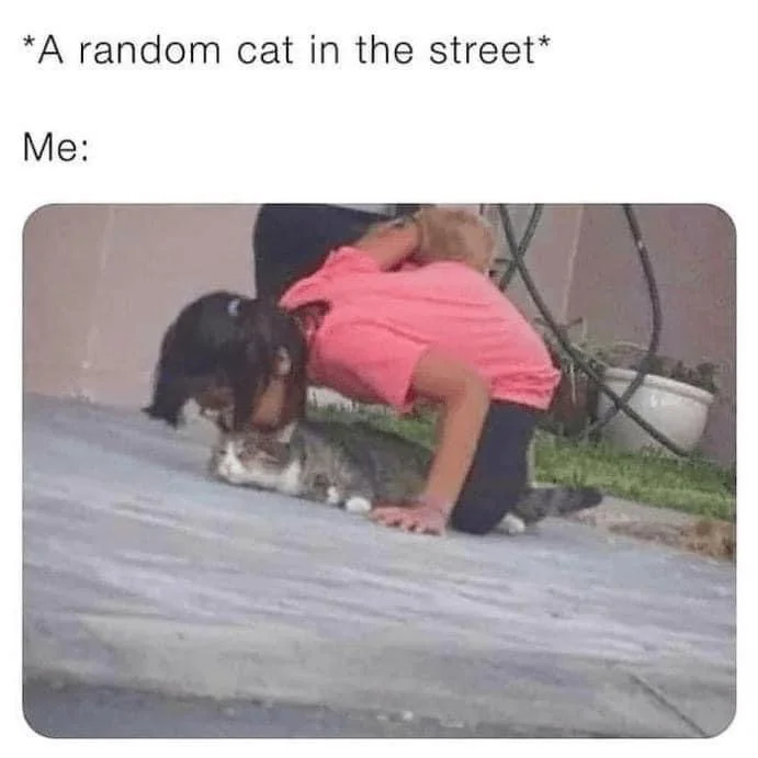 WholesomeMeme's tweet photo. https://t.co/bMfcG2drz1