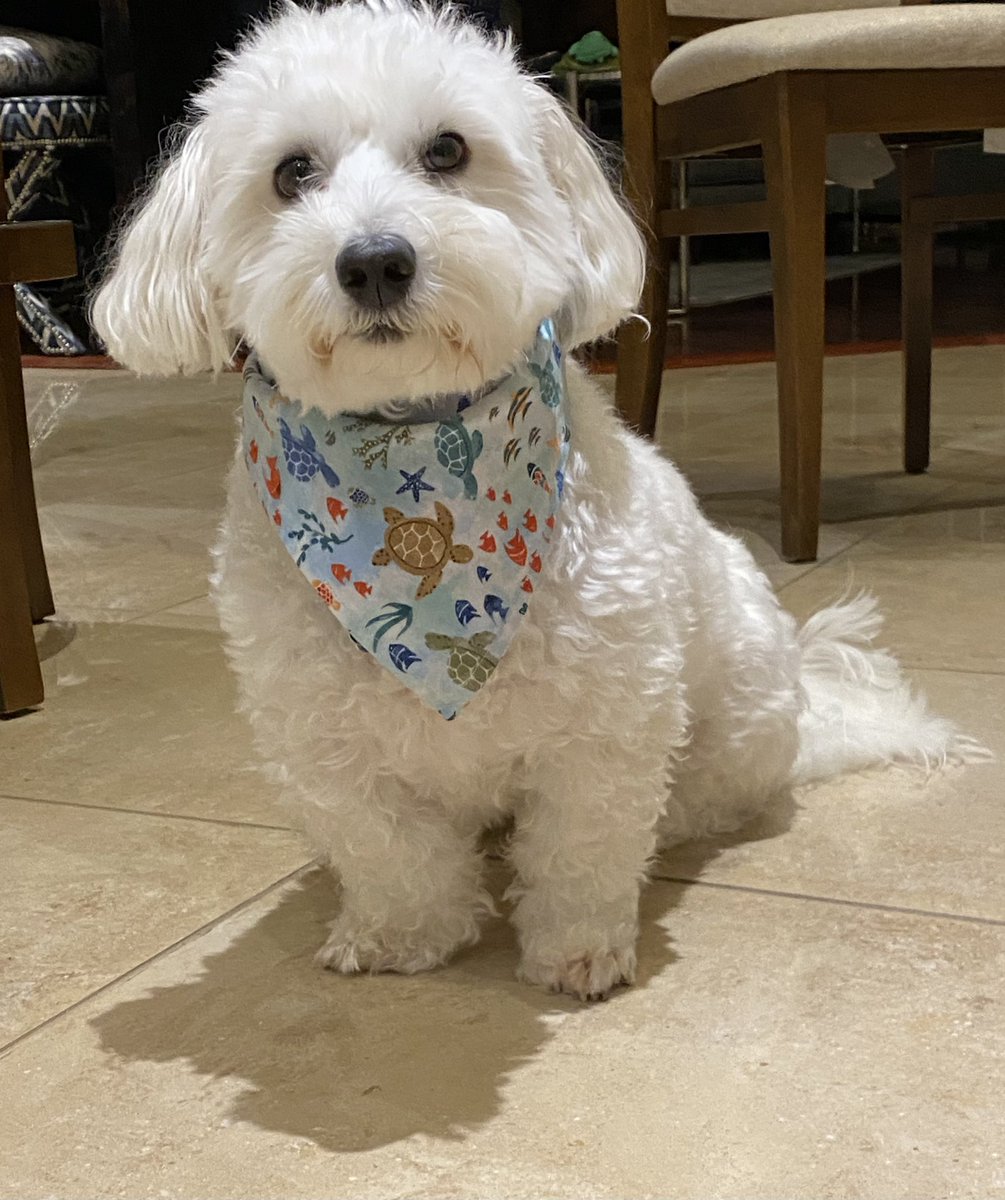 Floof wants to go to bed 💚🐶🐾 #mommyhersstaysuptoolate #dogsoftwitter #adogslife #doggo #pets 
Mommy here: We took a 2 hour nap during the rain storm. Different effect on humans. But yes… let’s get to bed!!! 😘