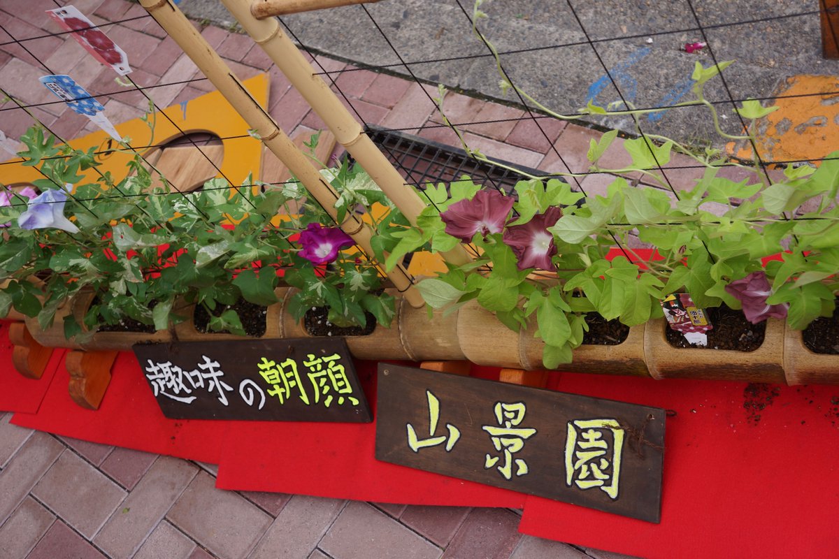 kashimu_HAMA's tweet photo. 入谷朝顔祭りに寄って来ました。
午前中には朝顔や入谷鬼子母神限定御朱印が終了していました。4年ぶりのお祭りに皆出足が早いようでした。
#NEX_7 +SEL1855 https://t.co/sSSziUD1fs
