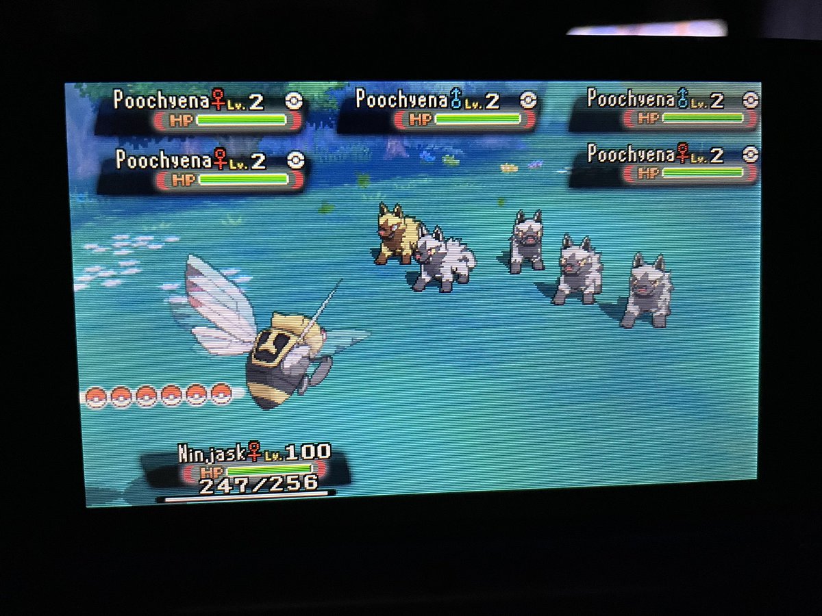 CharlieShiine's tweet image. Finally found my golden pooch!

#Pokemon #ShinyPokemon #ShinyLivingDex #ShinyCheck #ShinyHunting #PokemonOmegaRuby