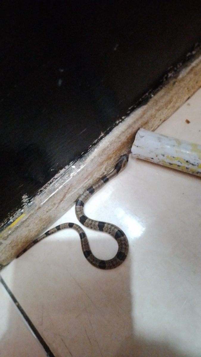 16warmth's tweet image. Ini ular jens apa ya??? #reptil #ular