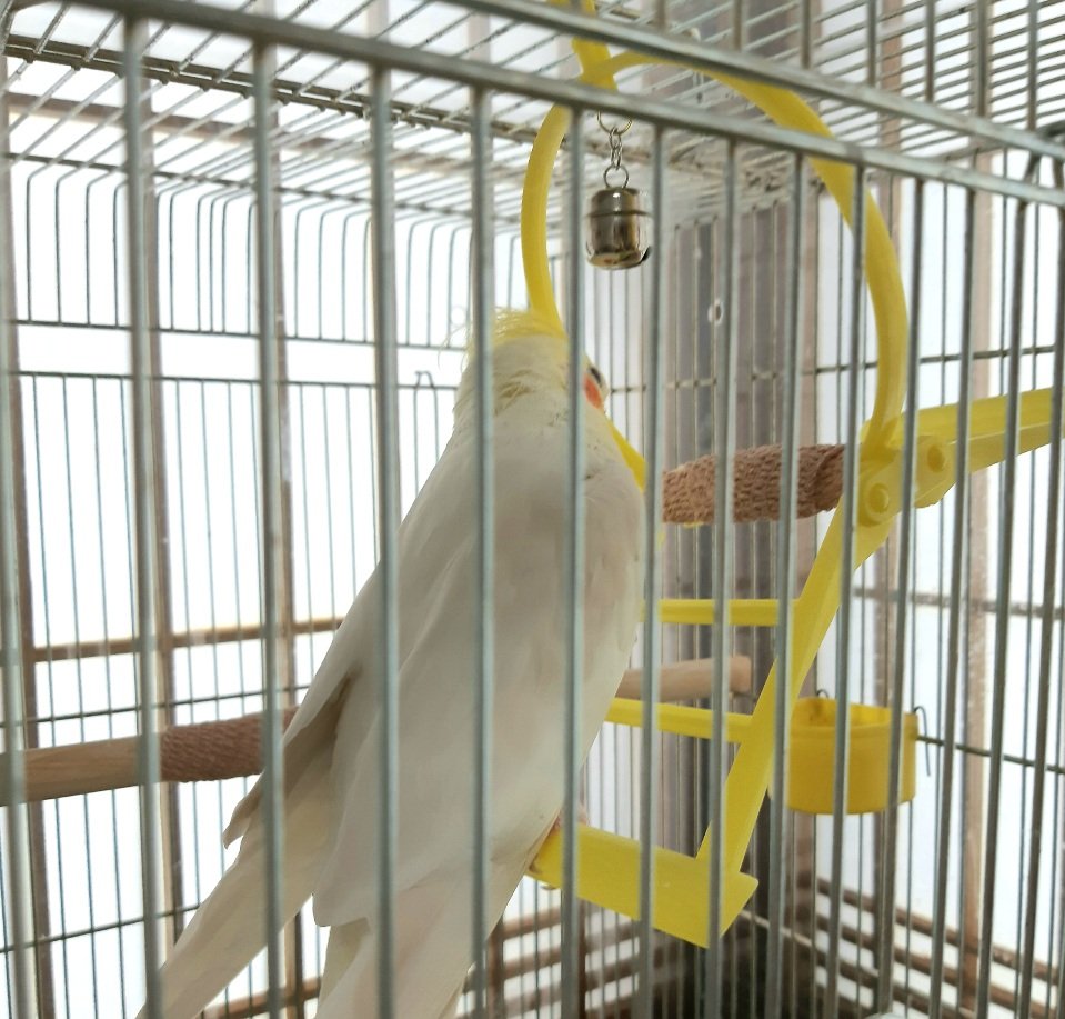 コトリ「足タコ対策の保護テープを徹底的に拒否るコトリチャン… 」|銅☆萬福 ミセス誌連載中のイラスト