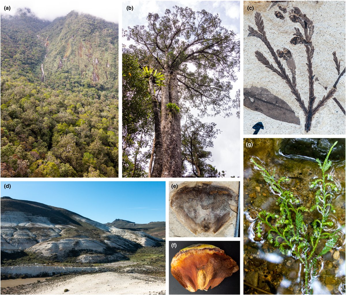 Destruction of Malesian lowland #forests could lead to the "spread of heat islands, significant losses of biomass carbon and forest-dependent #biodiversity [...]."

#Science
#Ecology 
<a href="/NewPhyt/">New Phytologist</a> 

⏯️Do Southeast Asia's paleo-Antarctic trees cool the planet?
nph.onlinelibrary.wiley.com/doi/10.1111/np…