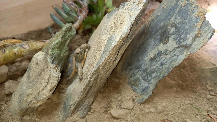 landschild's tweet photo. Nachdem sich bei unseren ostafrikanischen Spaltenschildkröten (Malacochersus tornieri) immer mehr Nachwuchs einstellte, musste natürlich für die kleinen Pancakes dementsprechend Platz gemacht werden.
Nachdem ich bereits hier beschrieben hatte, wie ich

https://t.co/DqdcTCAu1T https://t.co/AGjCSZyo4C