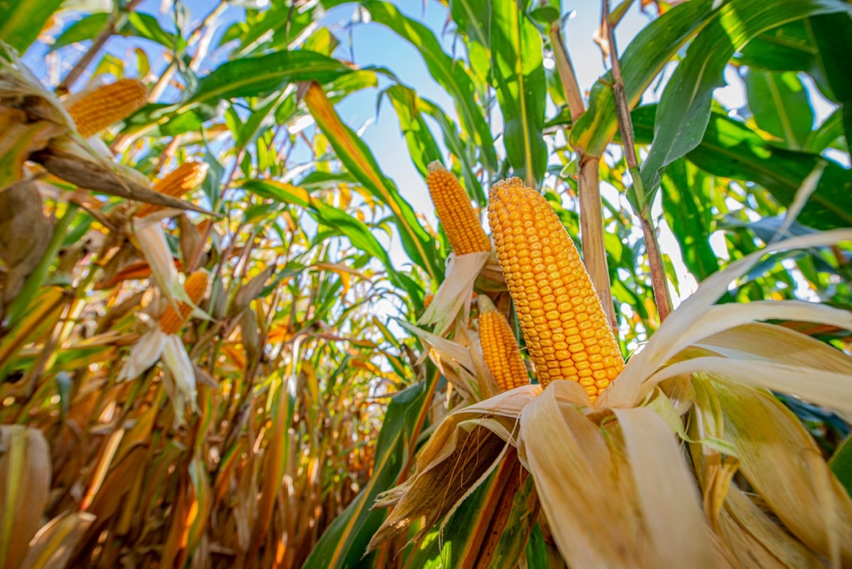 Eröffnung von Maislabyrinth auf dem Erlebnishof Klaistow #Berlin #Brandenburg #Familie #Freizeit
Der Erlebnishof Klaistow, lässt für euch ein 25.000 m² großes Maislabyrinth wachsen!  Macht mit und sucht die im Labyrinth versteckten Stempelstationen.

berliner-freizeit-tipps.de/veranstaltung/…