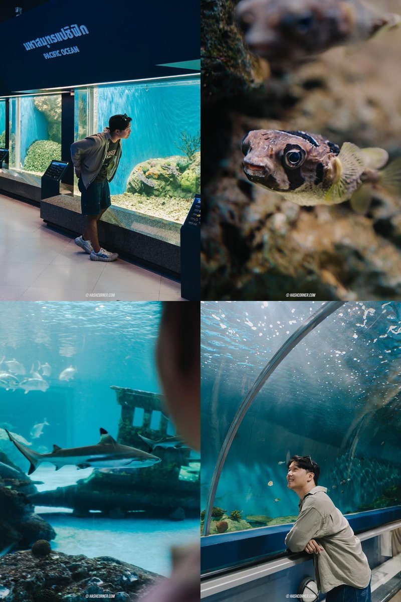 อควาเรียมบางแสน ค่าเข้า 80 บาท คือมีน้องให้ดูเยอะมาก แล้วคือทำโคตรดีแบบเกินราคา 80 ไปมากกกกกกก ยอมใจ แทบจะถูกที่สุดเท่าที่เคยไปอควาเรียมทั่วโลกมาแล้วมั้งเนี่ย #รีวิวบางแสน