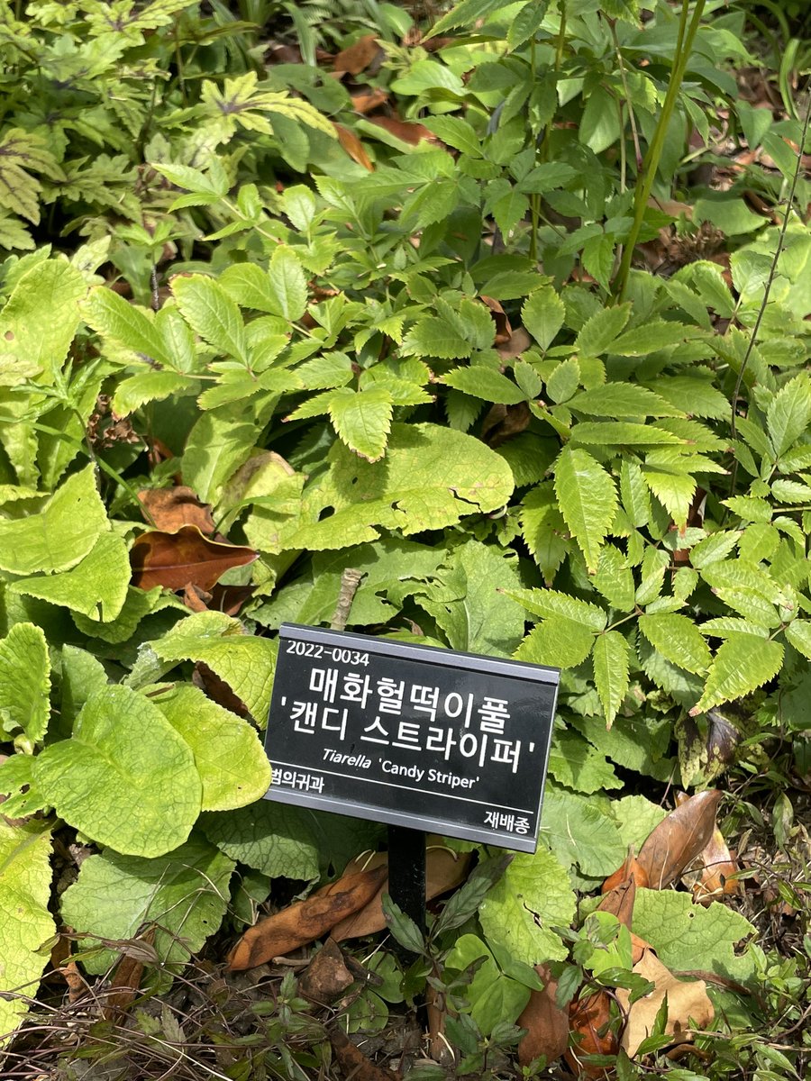 anytiator's tweet photo. 아미치겠다 https://t.co/4M5wEvoLvB
