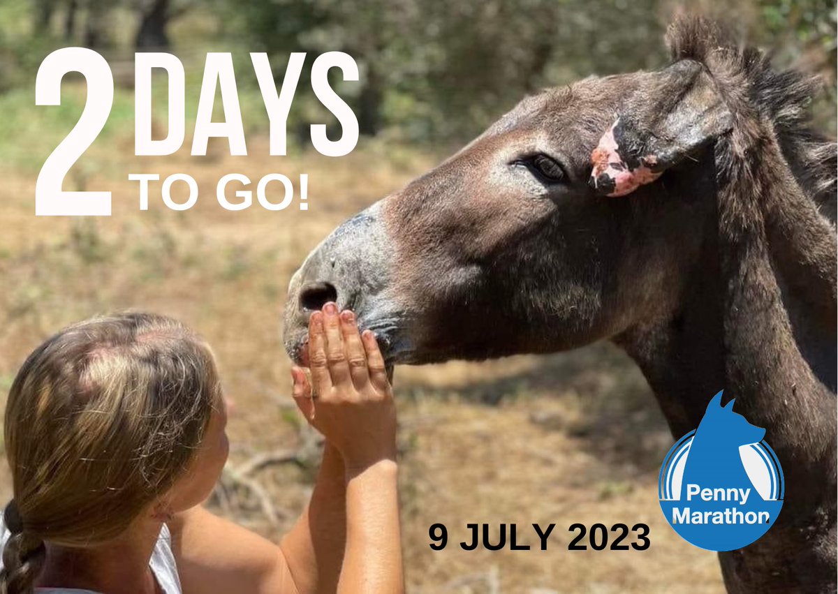 Pregnant donkey, Fiona, was rescued by DASH in Kalamata, Greece. She had been clearly abused and neglected her entire life. The Penny Marathon is being hosted in Kalamata to support the team. Donate here: mycause.com.au/p/315592/dash-… #pennymarathon