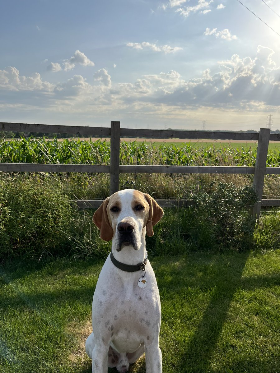 When your boy wakes you super early for his morning walk…. #itssaturday #justus #openfields