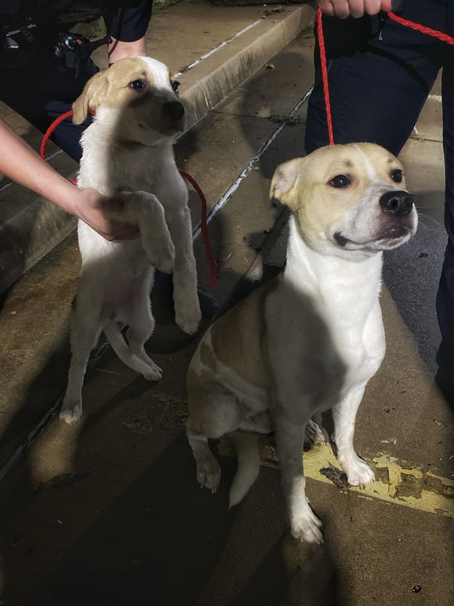 TulsaPolice's tweet photo. FOUND 4 YEAR OLD CHILD - WITH 2 PUPPIES

12:10 am responded to a call for this child wandering down the street near 200 N. Garnett

We can't find the parents and need your help.

If you recognize this child, please call 918-596-9222

#TulsaPolice https://t.co/6Dswh4Qe4H