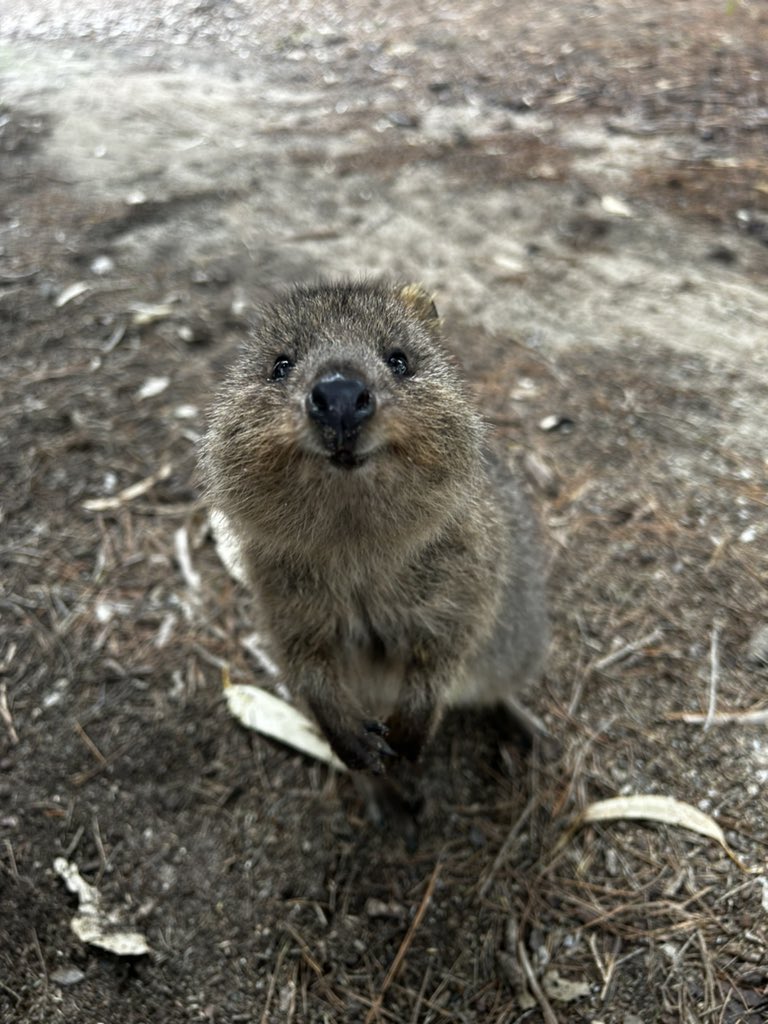 Teaniel Marie tweet media