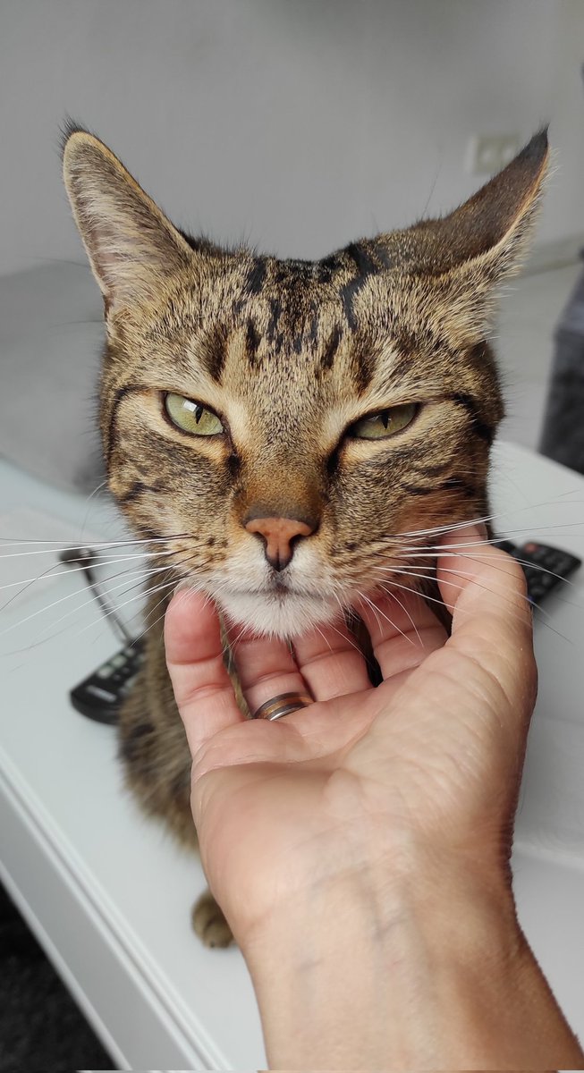 68Zini's tweet photo. Heute kann er nicht genug bekommen!
#chinscratch
#CatsOfTwitter
#CatLovers
#maxthetomcat https://t.co/NoeeWl0TrL