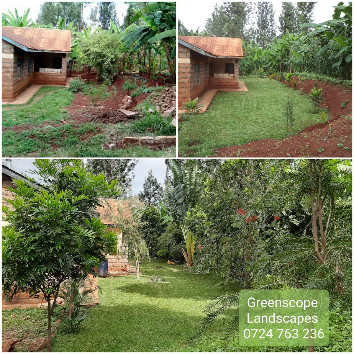 Plant Whisperer tweet media