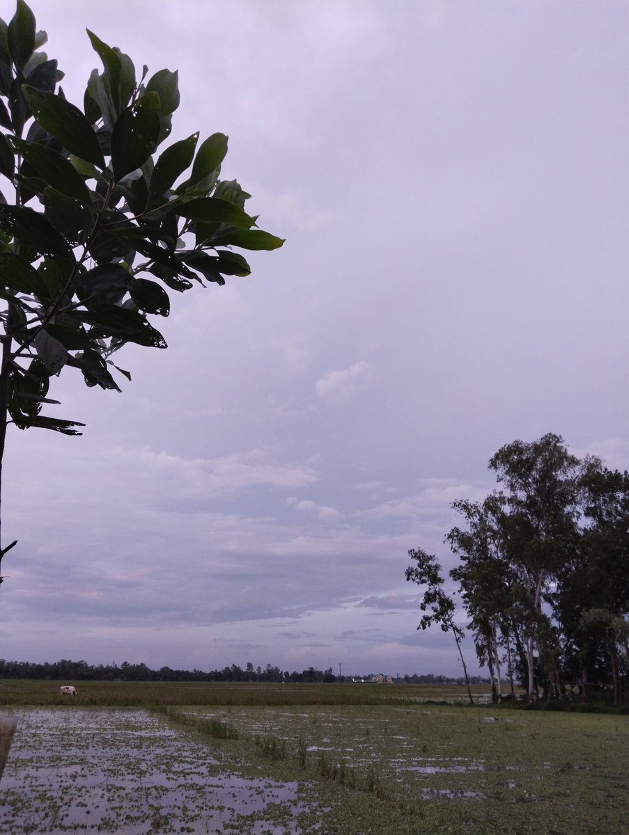 village Nature In Bangladesh