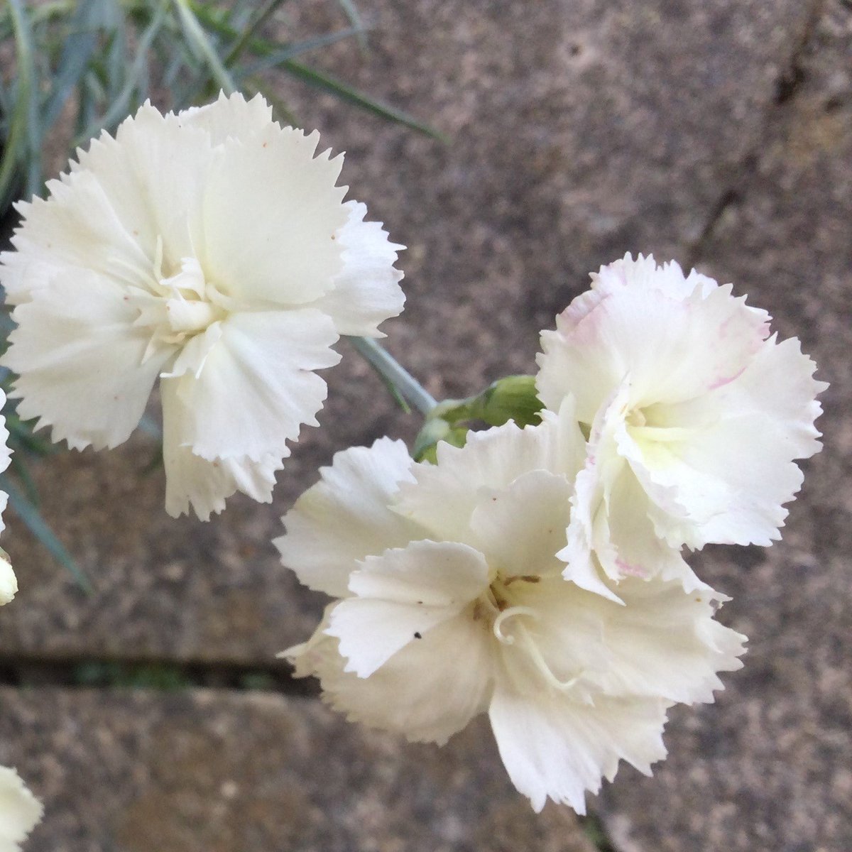 Plantheritage's tweet photo. Voting is open in our Threatened Plant of the Year competition. 

Read the stories of these fascinating, rare plants and vote for your favourite: https://t.co/gYt7t7hkBD 

Pictured: #Chaenomeles speciosa 'Contorta', #Dianthus 'Joan Schofield' and #Begonia 'Lettonica'

#TPoTY https://t.co/2BQpxKlFqK