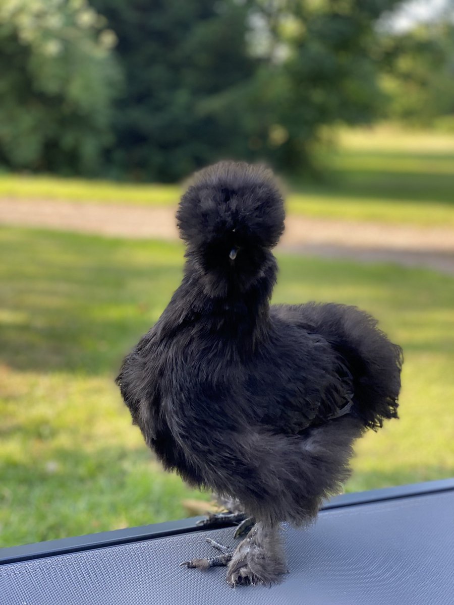 KellyLT_Hull's tweet photo. Happy Saturday #chickens 🤍 https://t.co/mwZP3ueIYp
