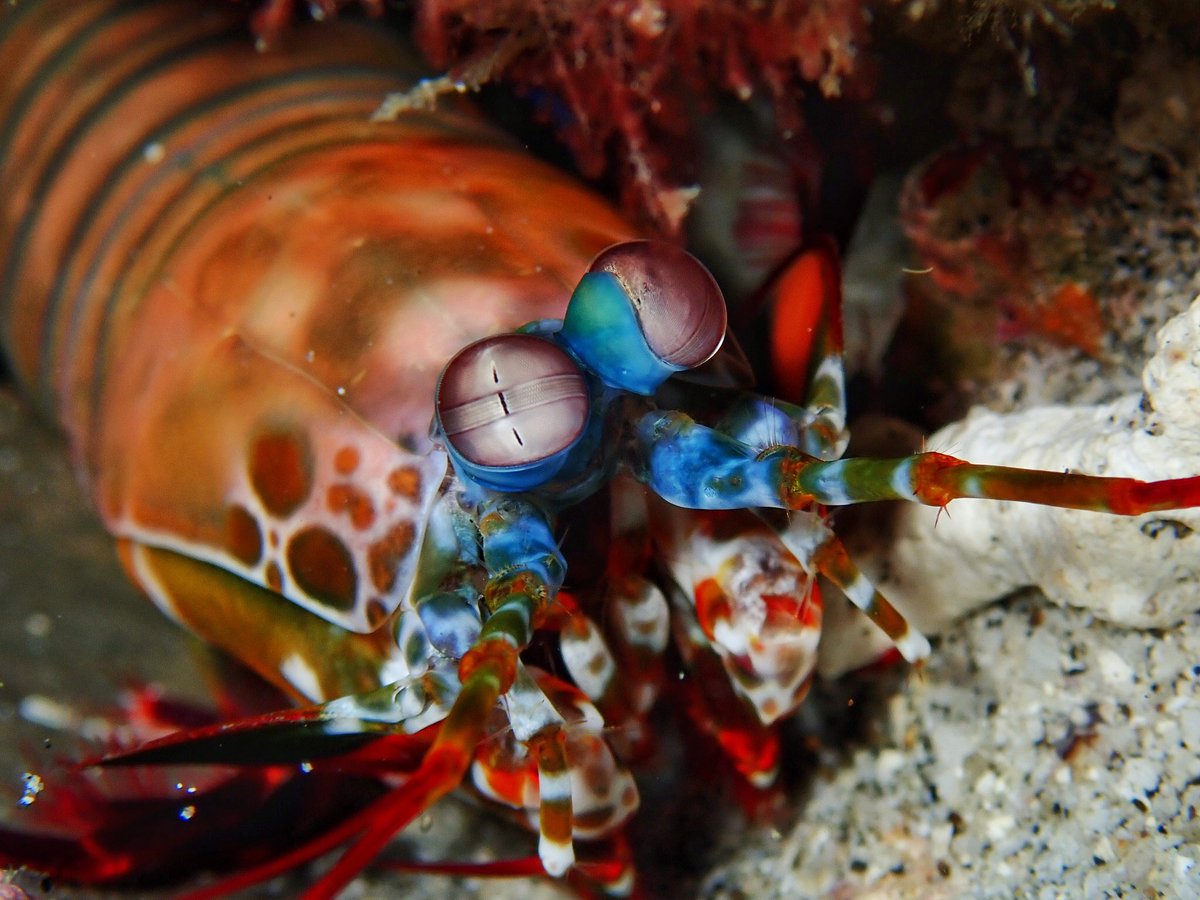 WK_Tang's tweet photo. The eyes that can process wide spectrum of colors, UV and polarised light. 
#Peacockmantisshrimp #Odontodactylus #Mostpowerfuleyes #Sharp #Opsin
#Wildlife #Underwater #Diving #Photography
#Photogroffee https://t.co/aEzhu6zH6j