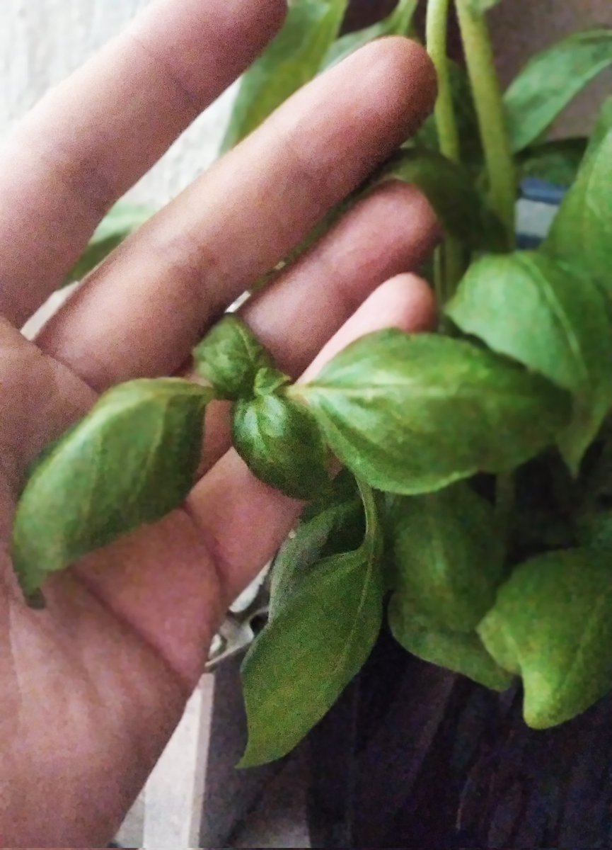 AnnaLisaCuccui's tweet photo. Il basilico ha proprietà stimolanti, antinfiammatorie e antispasmodiche. Usato per: inappetenza, curare intestino e stimola diuresi! #fitoterapia #etnobotanica #fitzasdeluna #annalisacuccui https://t.co/PBWFCeKnR3