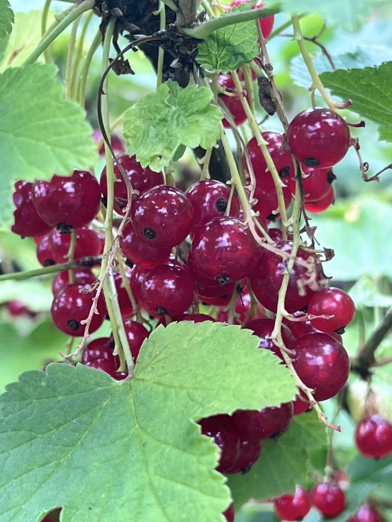 Yaroslava tweet media