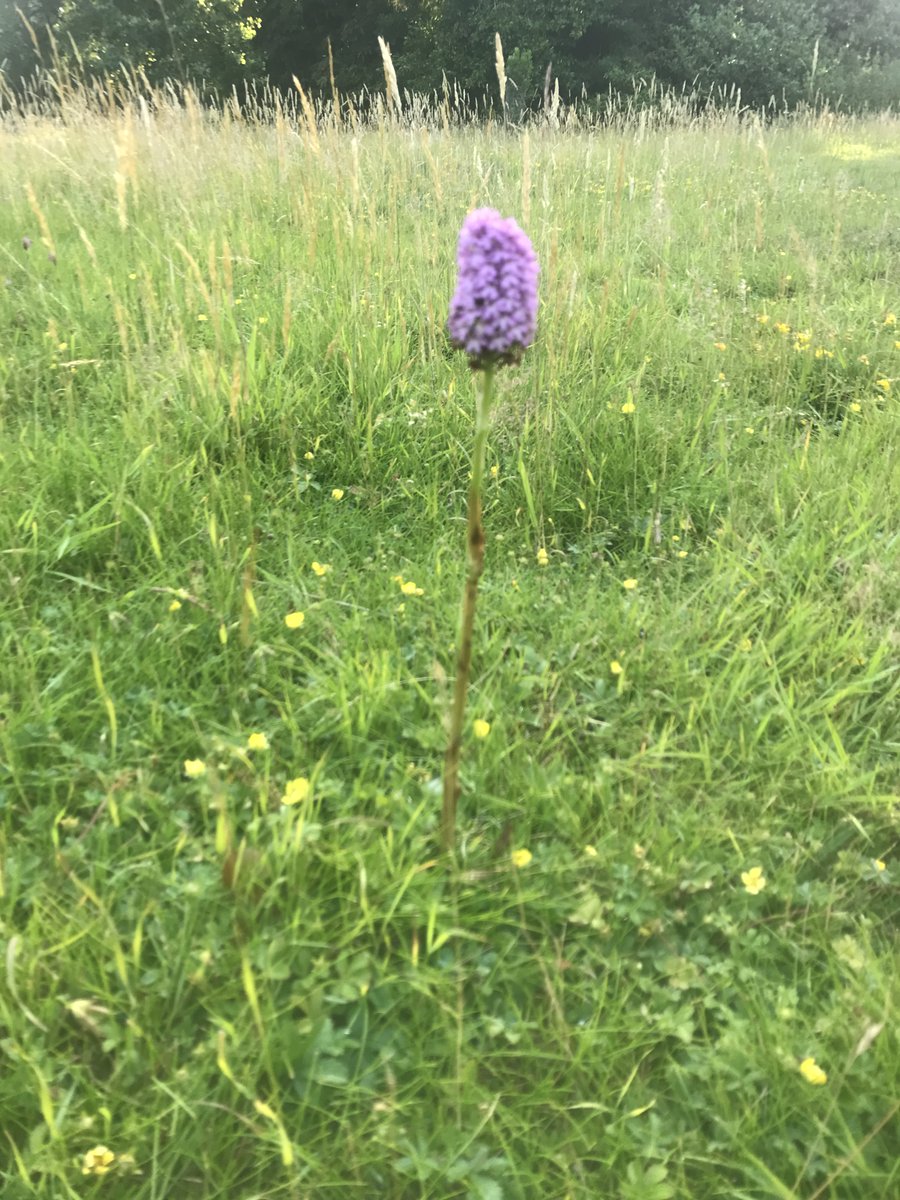 Noticed this in the ’no mow’ area - anyone know what it is?