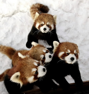 Red Panda Every Hour! tweet media
