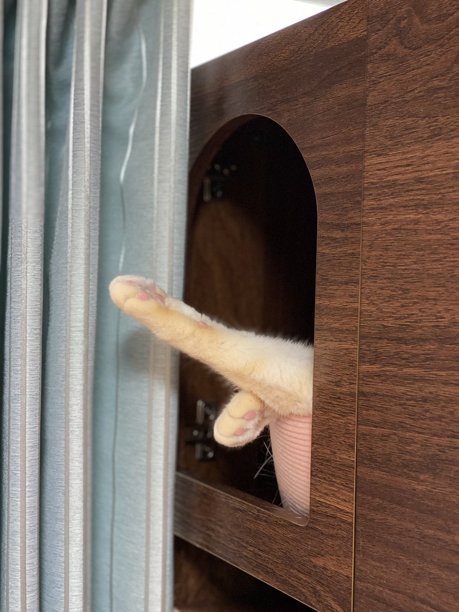 cat3_ff's tweet photo. 😆😆😆
#猫 #ねこ #ねこ部 #ねこのいる暮らし #ねこのいる生活 #猫好きさんと繋がりたい #動物コレクション #癒し https://t.co/fYAqivhj3v