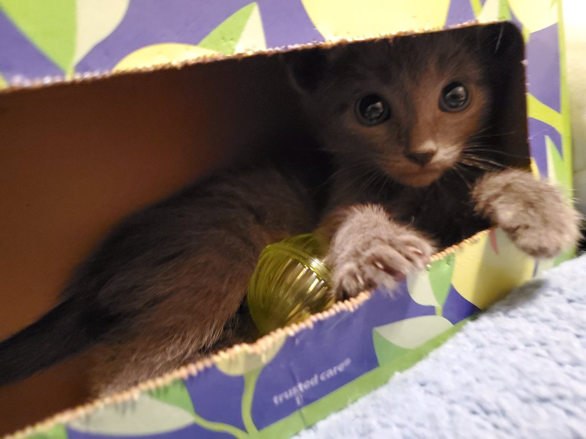 MusakManiak's tweet photo. Who would've thought an empty tissue box could be so exciting! My kittens' favorite toy 😸 #cat #CatsofTwittter #kittens https://t.co/XEVAFT8sPH