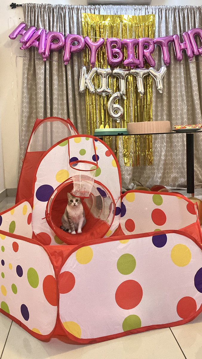 Ameliaazman's tweet photo. My daughter turns 6 today! 🎊🎉🎂
#HappyBirthday #BirthdayCat #Cats #CatsOfTwitter https://t.co/7L5GPdd7d3